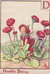 Flower Fairy Alphabet, antique Double Daisy Flower Fairy print