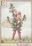 Flower Fairy Alphabet, antique Eyebright Flower Fairy print