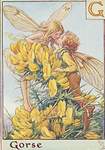Flower Fairy Alphabet, antique Gorse Flower Fairy print