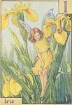 Flower Fairy Alphabet, antique Iris Flower Fairy print