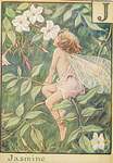 Flower Fairy Alphabet, antique Jasmin Flower Fairy print