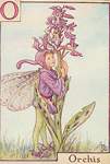 Flower Fairy Alphabet, antique Orchis Flower Fairy print
