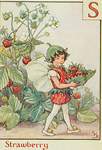 Flower Fairy Alphabet, antique Strawberry Flower Fairy print