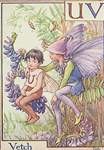 Flower Fairy Alphabet, antique Vetch Flower Fairy print