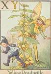 Flower Fairy Alphabet, antique Yellow Deadnettle Flower Fairy print