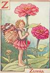 Flower Fairy Alphabet, antique Zinnia Flower Fairy print