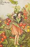 Flower Fairy Alphabet, antique Black Bryony Flower Fairy print