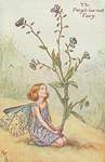 Flower Fairy Alphabet, antique Forget-me-not (summer) Flower Fairy print