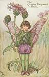 Flower Fairy Alphabet, antique Greater Knapweed Flower Fairy print