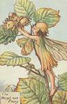 Flower Fairy Alphabet, antique Hazel-nut Flower Fairy print