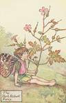 Flower Fairy Alphabet, antique Herb Robert Flower Fairy print