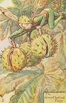 Flower Fairy Alphabet, antique Horse Chestnut Flower Fairy print