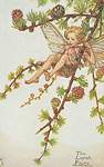Flower Fairy Alphabet, antique Larch Flower Fairy print