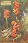 Flower Fairy Alphabet, antique Lords-and-Ladies (autumn) Flower Fairy print