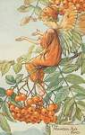 Flower Fairy Alphabet, antique Mountain Ash Flower Fairy print