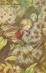 Flower Fairy Alphabet, antique Old Man Flower Fairy print