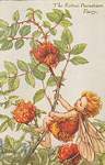 Flower Fairy Alphabet, antique Robin''s Pincushion Flower Fairy print