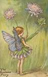 Flower Fairy Alphabet, antique Scabious Flower Fairy print