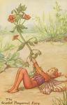 Flower Fairy Alphabet, antique Scarlet Pimpernel Flower Fairy print