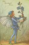 Flower Fairy Alphabet, antique Speedwell Flower Fairy print