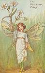 Flower Fairy Alphabet, antique Stitchwort Flower Fairy print