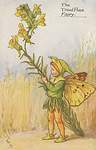 Flower Fairy Alphabet, antique Toadflax Flower Fairy print