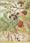 Flower Fairy Alphabet, antique Alder Flower Fairy print