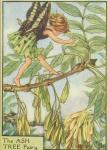 Flower Fairy Alphabet, antique Ash Tree Flower Fairy print