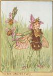 Flower Fairy Alphabet, antique Bee Orchis Flower Fairy print