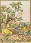 Flower Fairy Alphabet, antique Black Medick Flower Fairy print