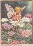Flower Fairy Alphabet, antique Candy Tuft Flower Fairy print