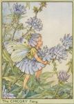 Flower Fairy Alphabet, antique Chicory Flower Fairy print