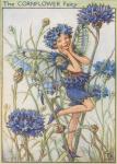 Flower Fairy Alphabet, antique Cornflower Flower Fairy print