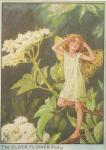 Flower Fairy Alphabet, antique Elder Flower Flower Fairy print