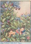 Flower Fairy Alphabet, antique Forget Me Not Flower Fairy print