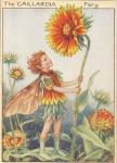 Flower Fairy Alphabet, antique Gaillardia Flower Fairy print