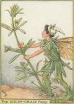 Flower Fairy Alphabet, antique Goose Grass Flower Fairy print
