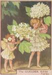 Flower Fairy Alphabet, antique Guelder Rose Flower Fairy print