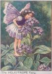 Flower Fairy Alphabet, antique Heliotrope Flower Fairy print