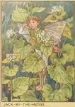 Flower Fairy Alphabet, antique Jack By The Hedge Flower Fairy print