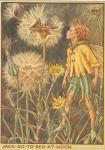 Flower Fairy Alphabet, antique Jack Go To Bed At Noon Flower Fairy print