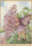Flower Fairy Alphabet, antique Lilac Flower Fairy print
