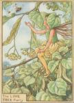 Flower Fairy Alphabet, antique Lime Tree Flower Fairy print