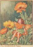Flower Fairy Alphabet, antique Marigold Flower Fairy print