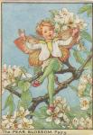 Flower Fairy Alphabet, antique Pear Blossom Flower Fairy print