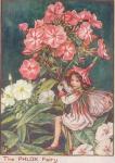 Flower Fairy Alphabet, antique Phlox Flower Fairy print