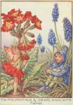 Flower Fairy Alphabet, antique Polyanthus and Grape Hyacinth Flower Fairy print