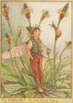 Flower Fairy Alphabet, antique Ribwort Plantain Flower Fairy print