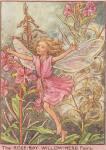 Flower Fairy Alphabet, antique Rose Bay Willow Herb Flower Fairy print
