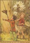 Flower Fairy Alphabet, antique Rush Grass and Cotton Grass Flower Fairy print